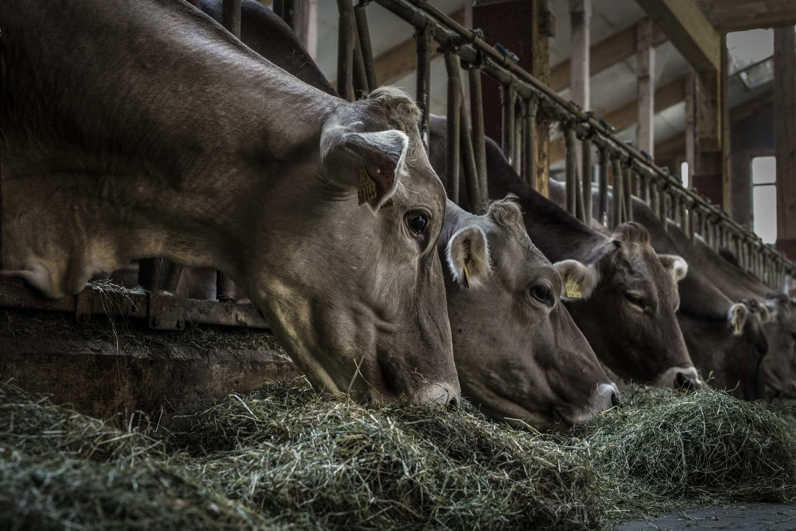 Allgäu Stall Weh 002