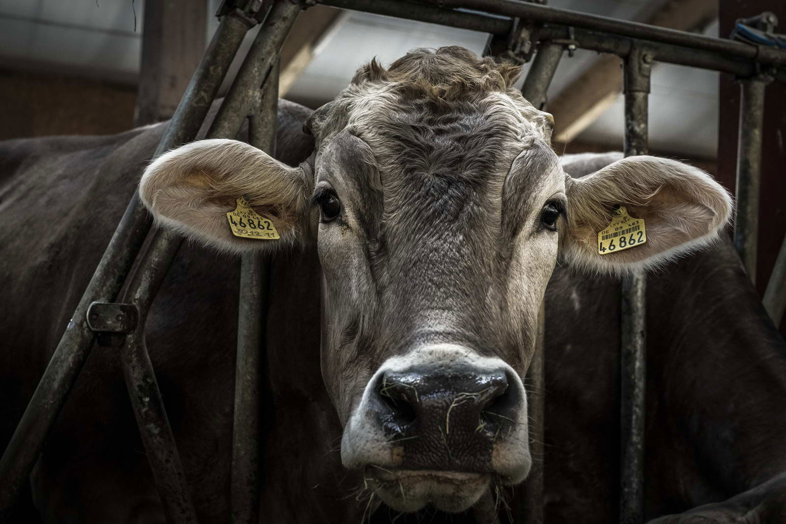 Allgäu Stall Weh 003