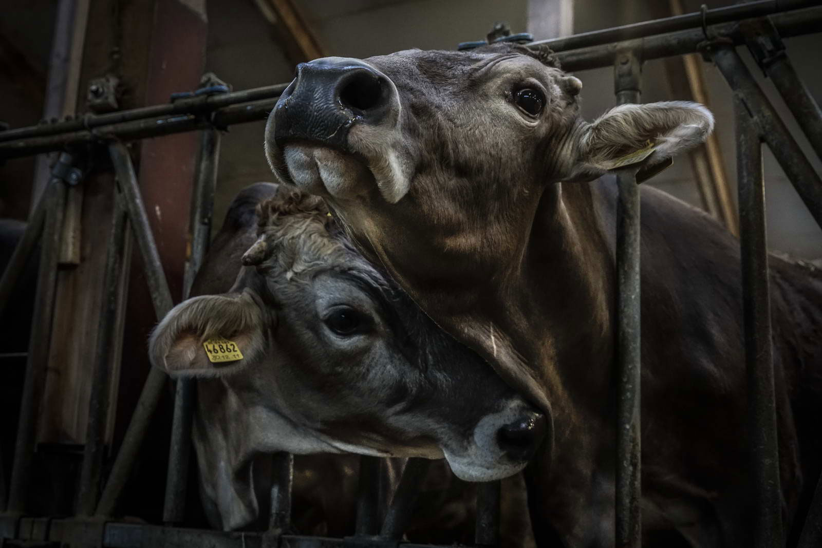 Allgäu Stall Weh 004