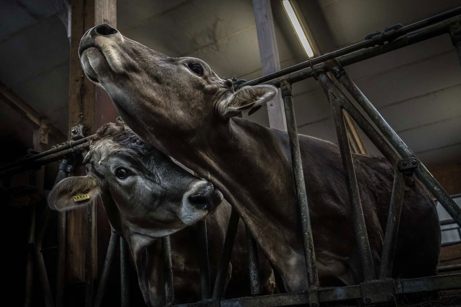 Allgäu Stall Weh 005