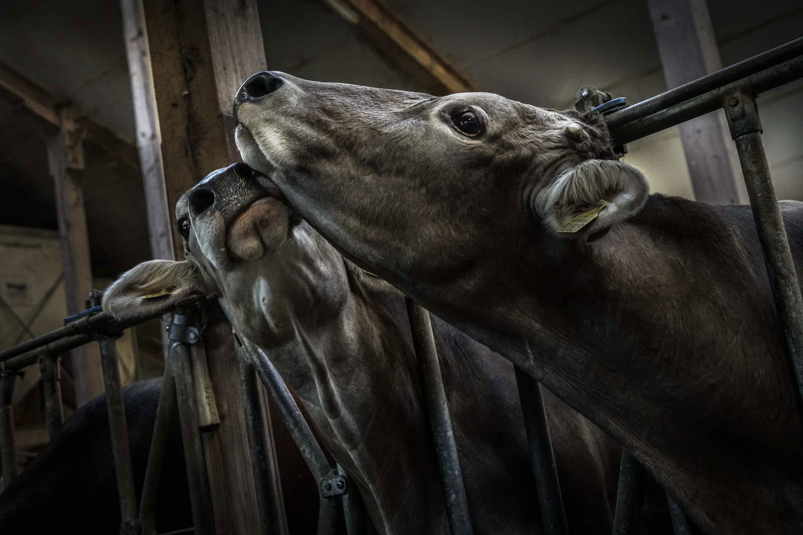 Allgäu Stall Weh 006