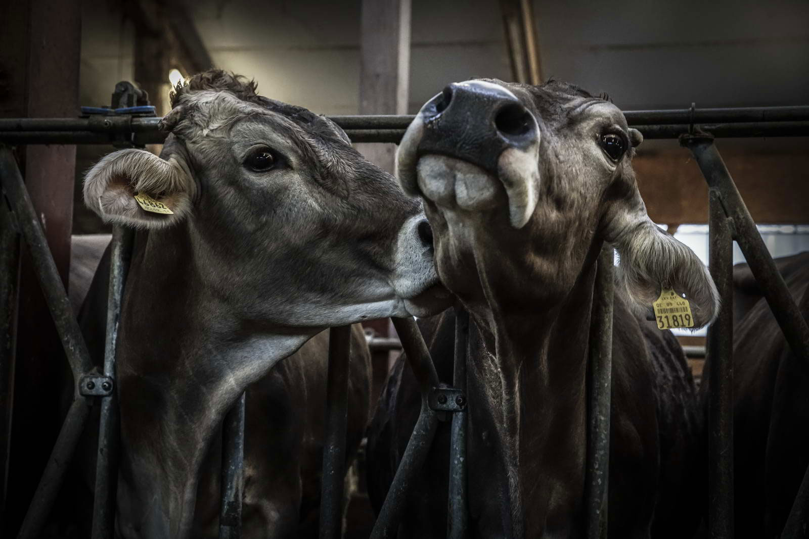 Allgäu Stall Weh 007