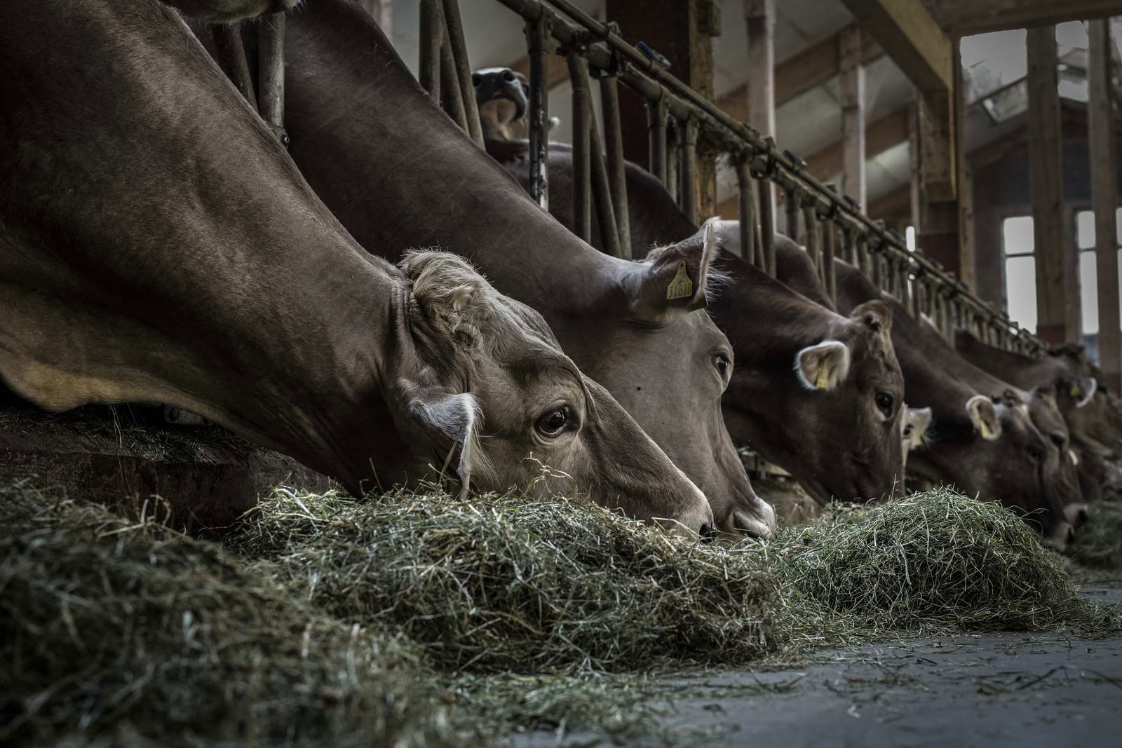 Allgäu Stall Weh 008
