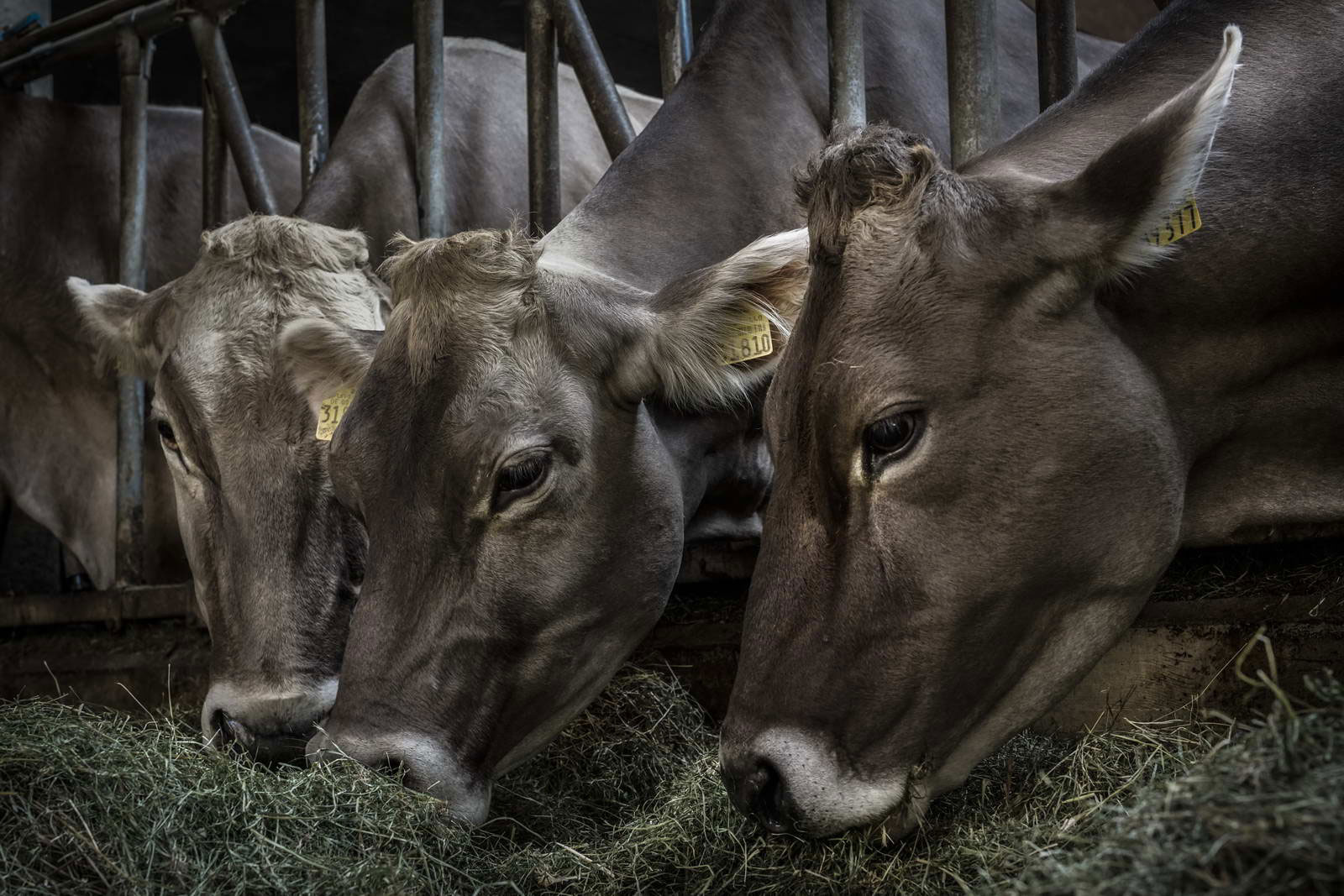 Allgäu Stall Weh 009