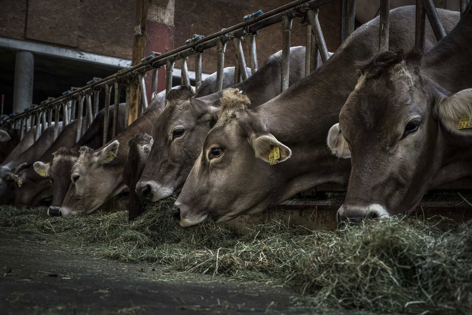 Allgäu Stall Weh 011
