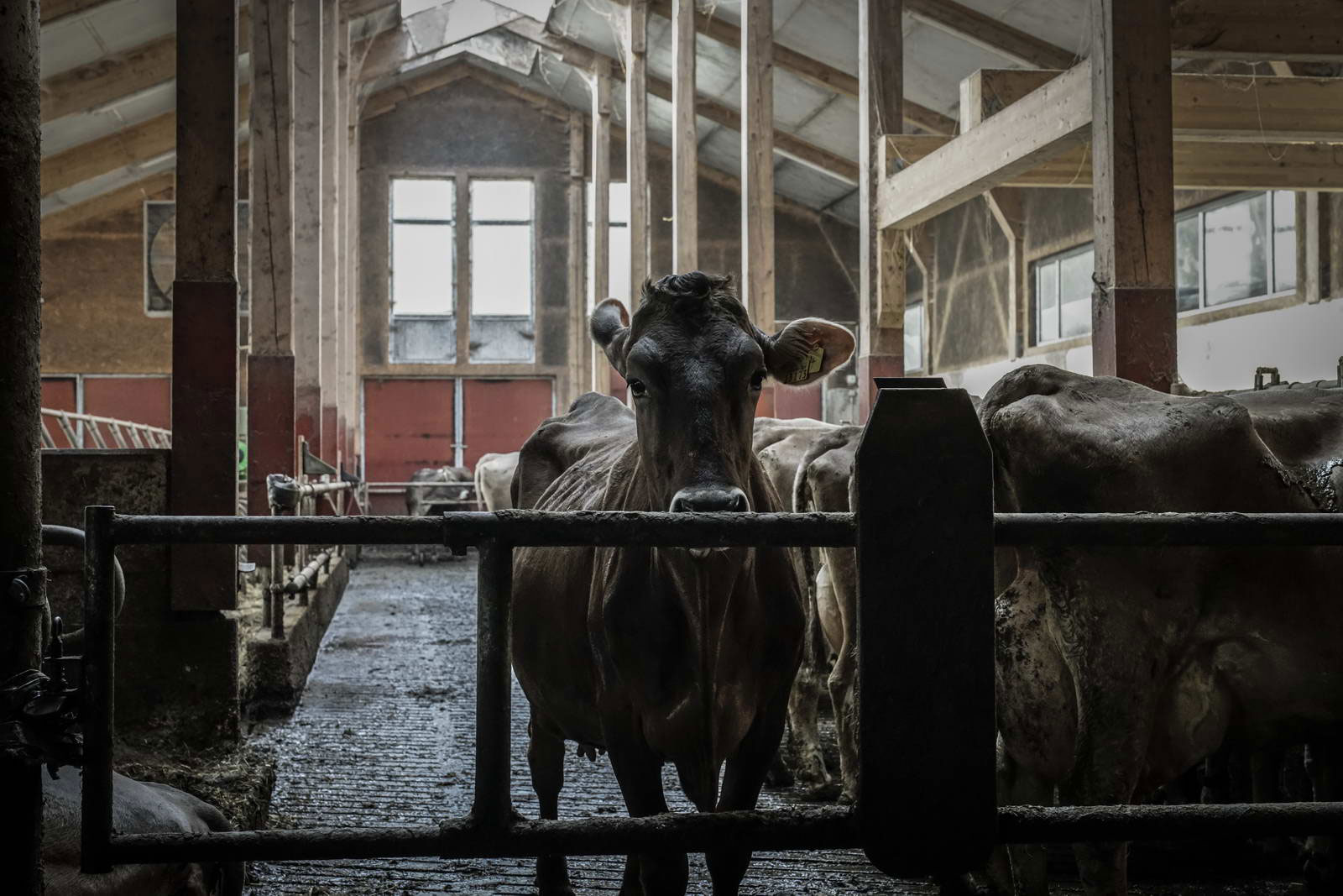 Allgäu Stall Weh 012