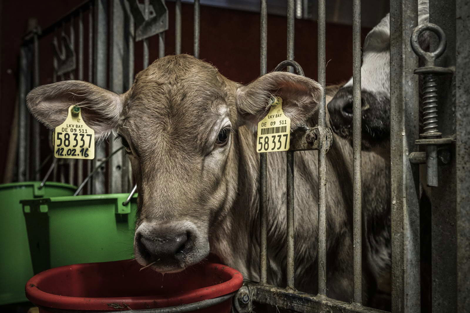 Allgäu Stall Weh 013