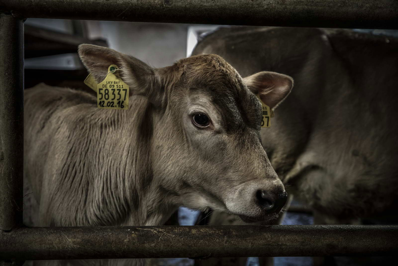 Allgäu Stall Weh 014