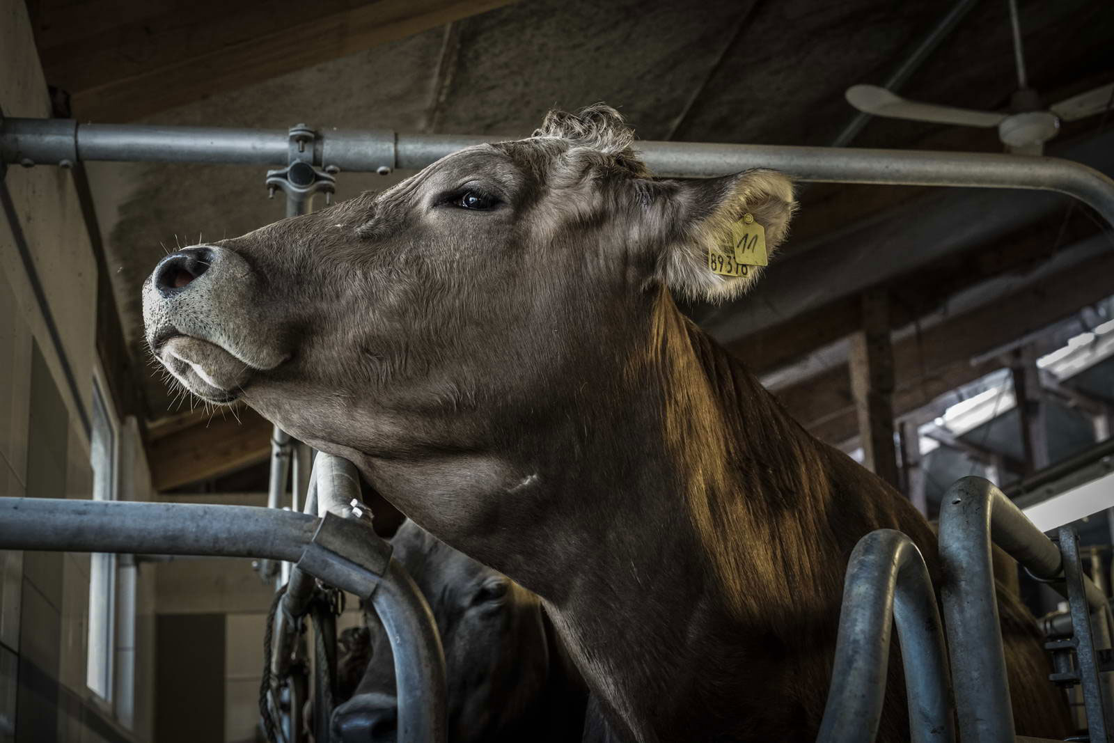 Allgäu Stall Weh 015