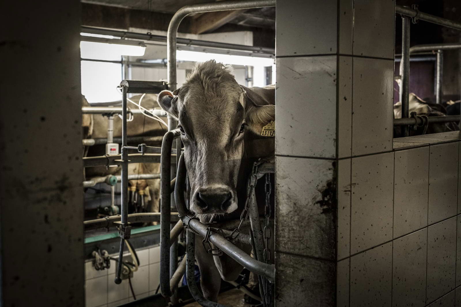 Allgäu Stall Weh 016