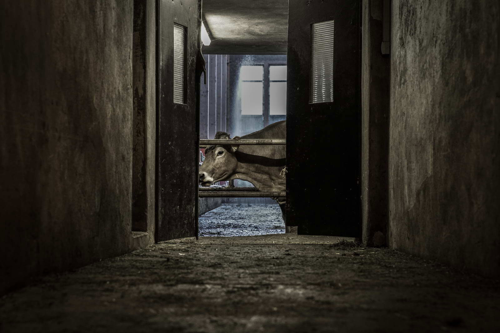 Allgäu Stall Weh 017