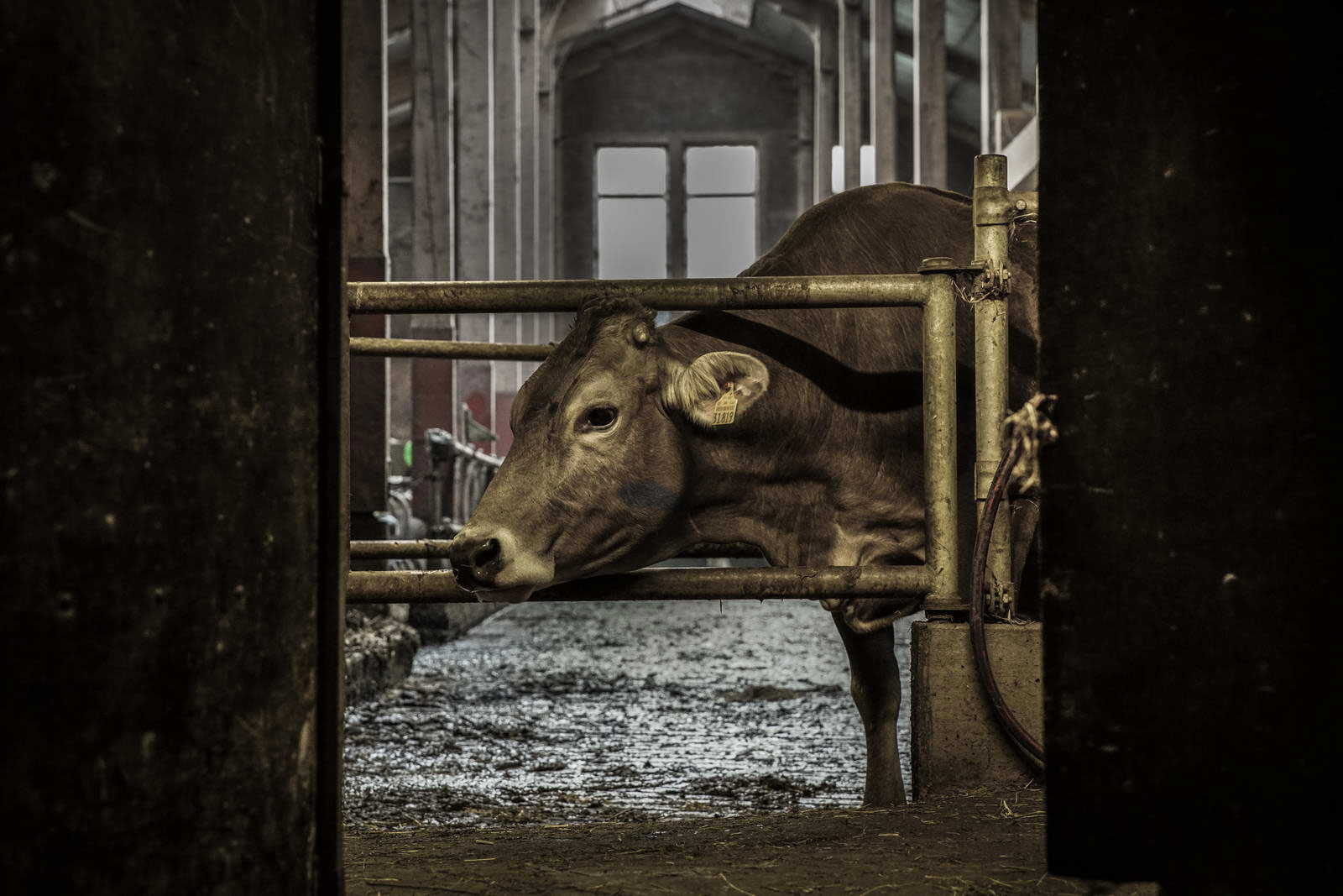 Allgäu Stall Weh 018