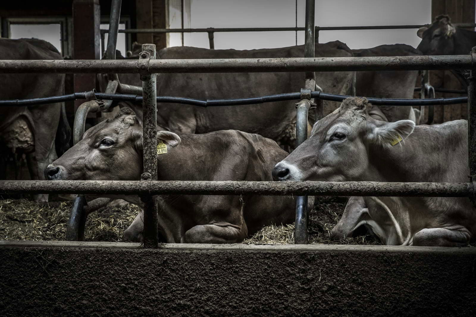 Allgäu Stall Weh 021