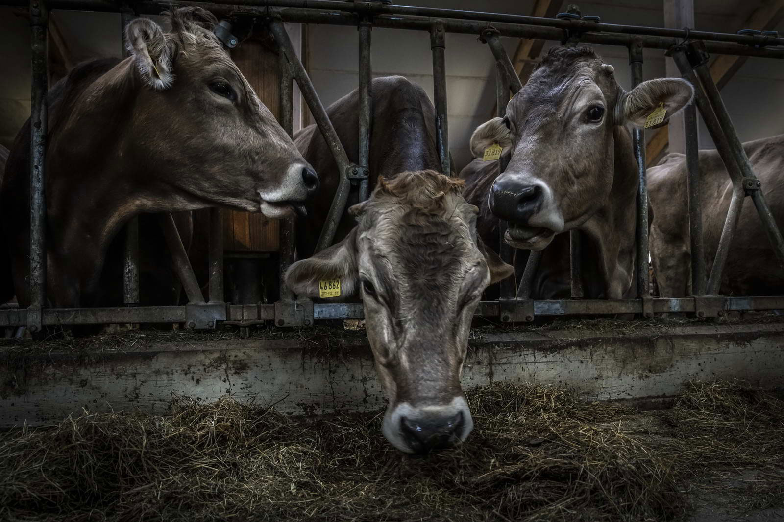Allgäu Stall Weh 023