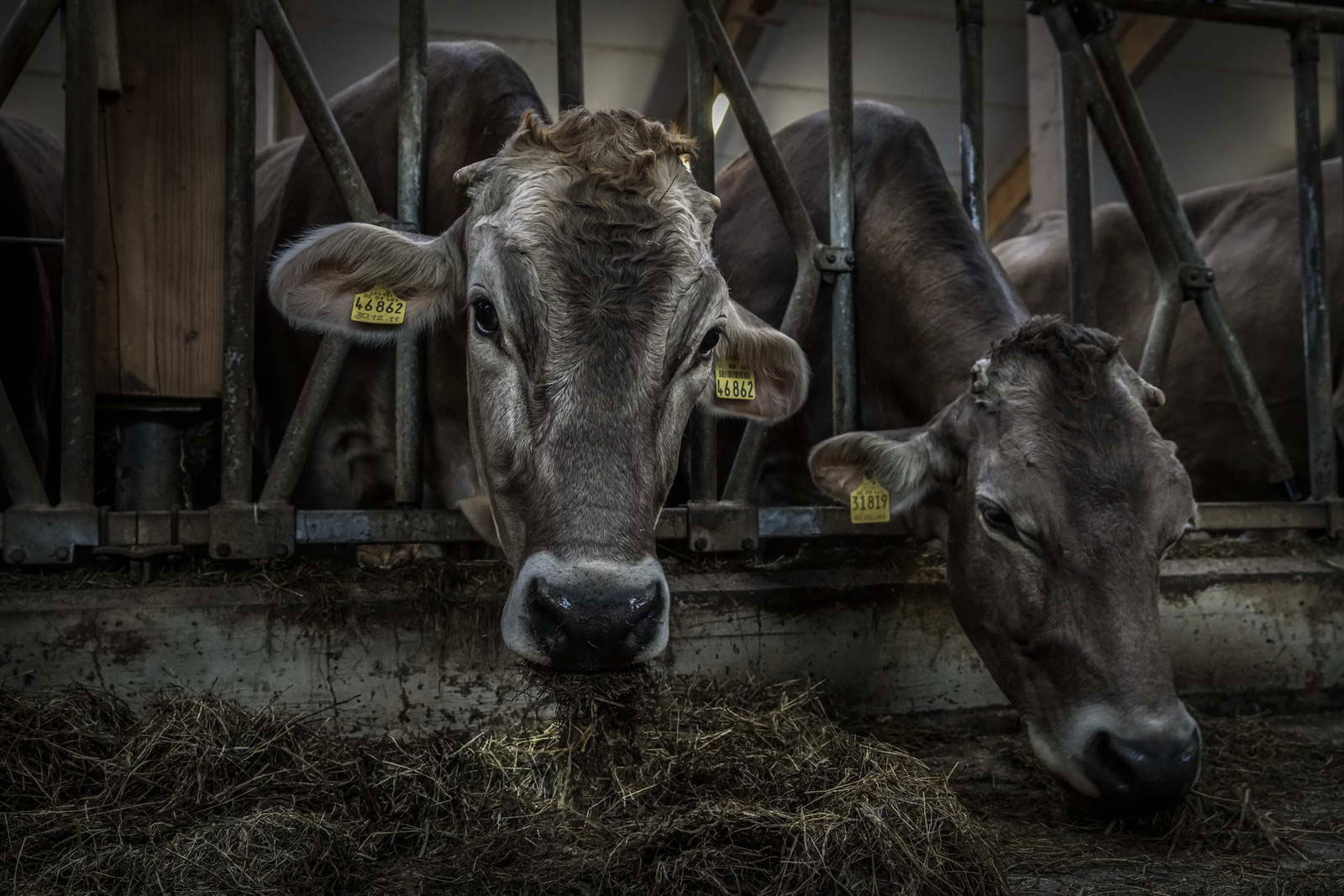 Allgäu Stall Weh 024
