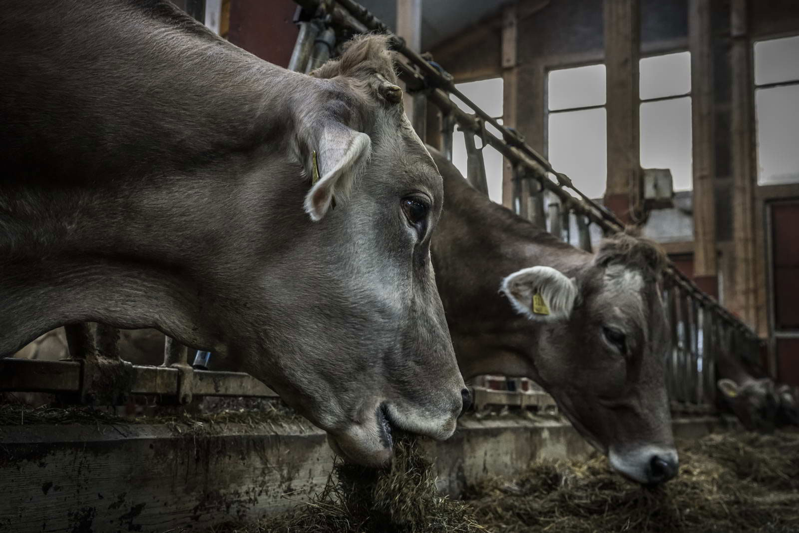 Allgäu Stall Weh 025