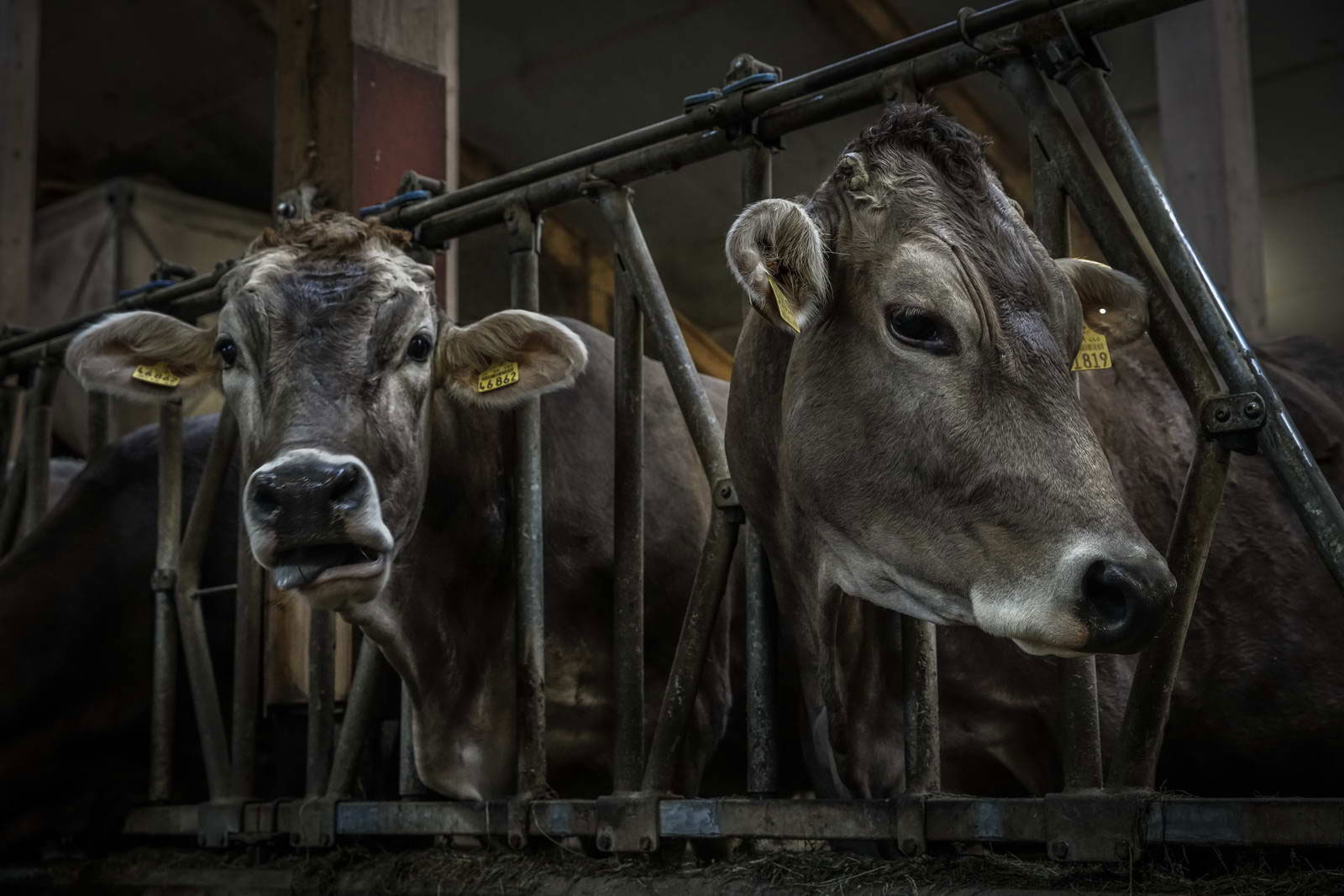 Allgäu Stall Weh 026