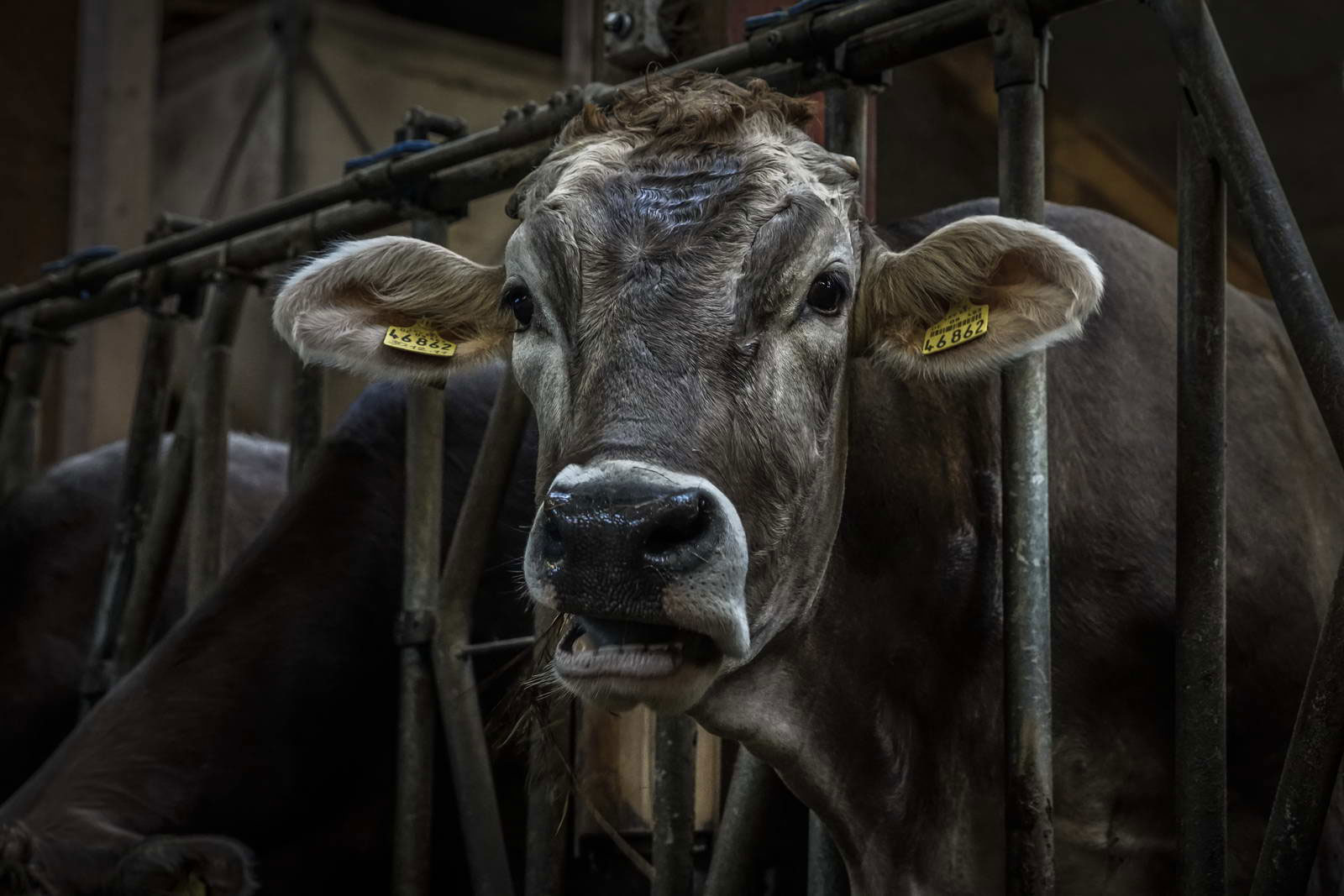 Allgäu Stall Weh 027