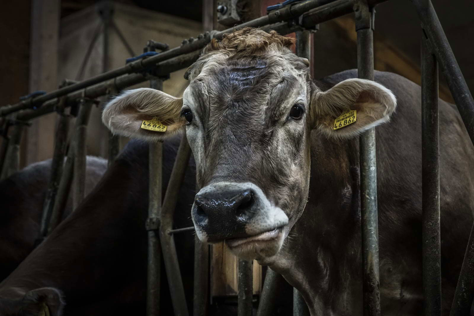 Allgäu Stall Weh 028