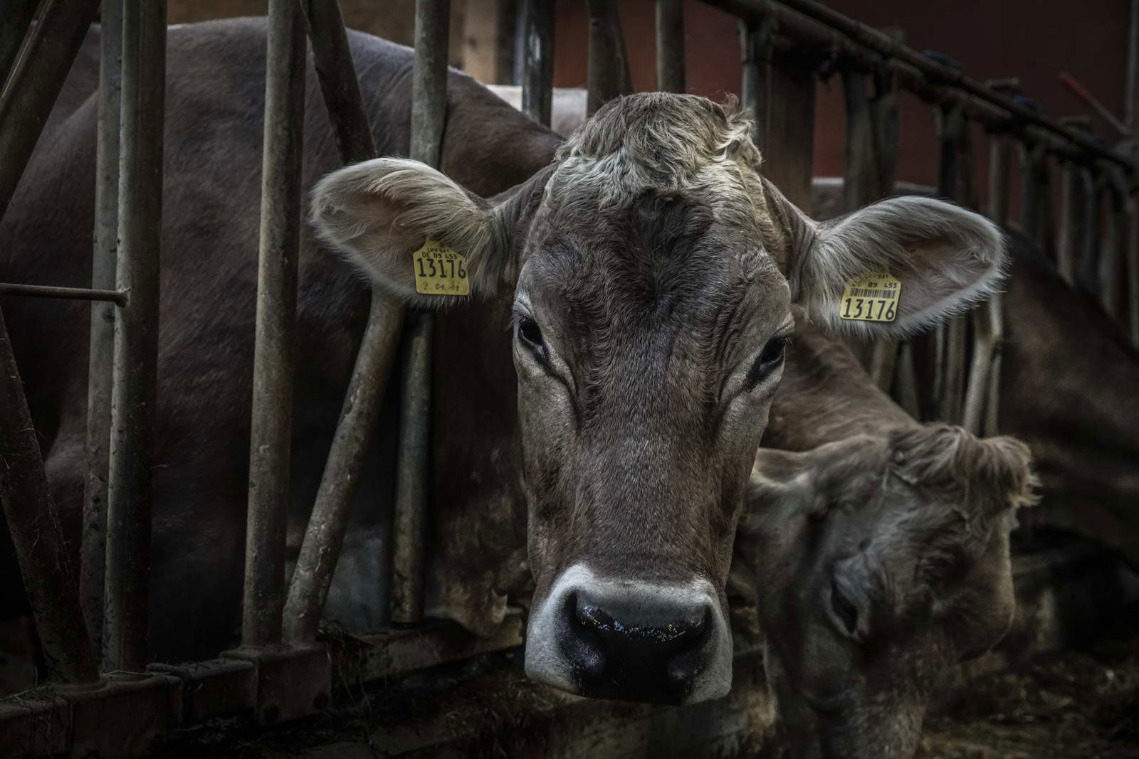 Allgäu Stall Weh 029