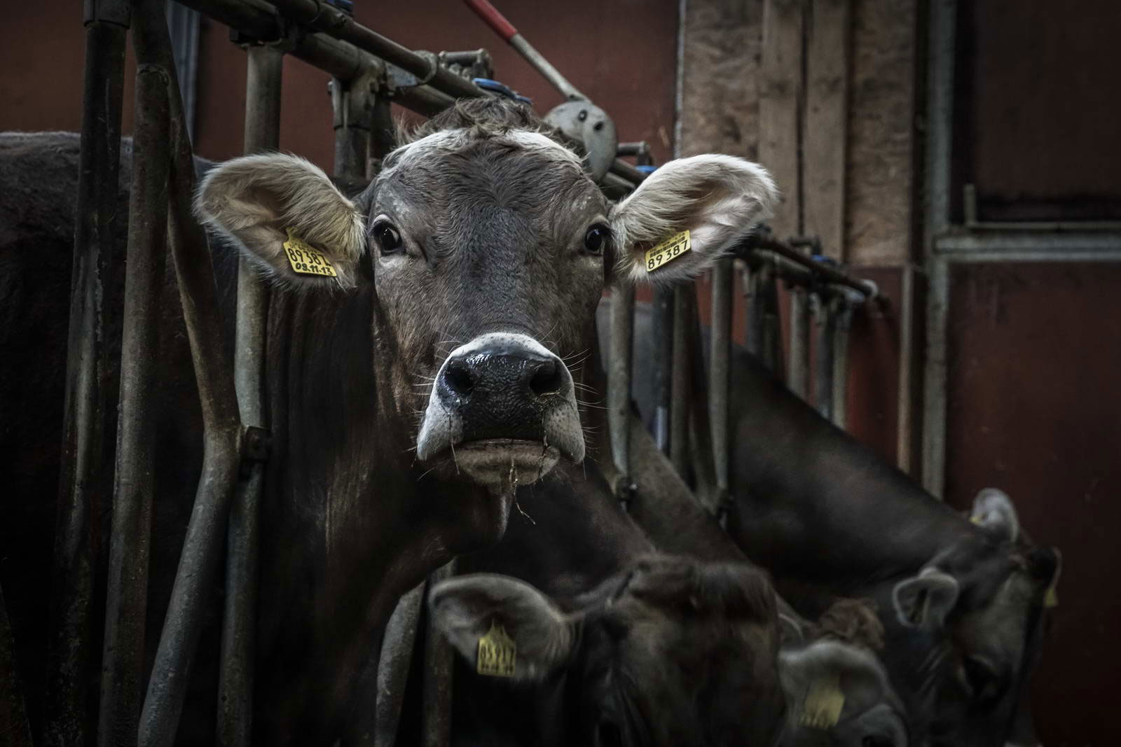 Allgäu Stall Weh 030