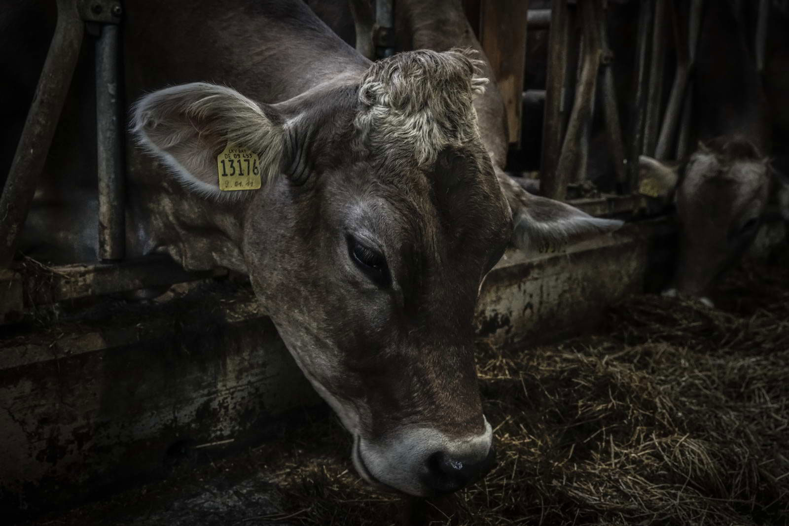 Allgäu Stall Weh 031