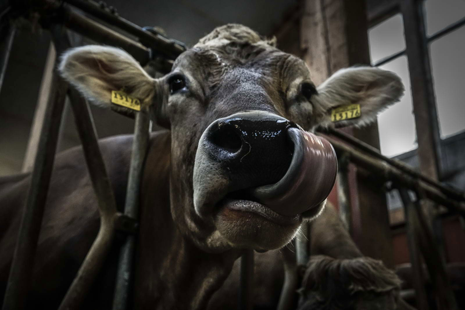 Allgäu Stall Weh 032