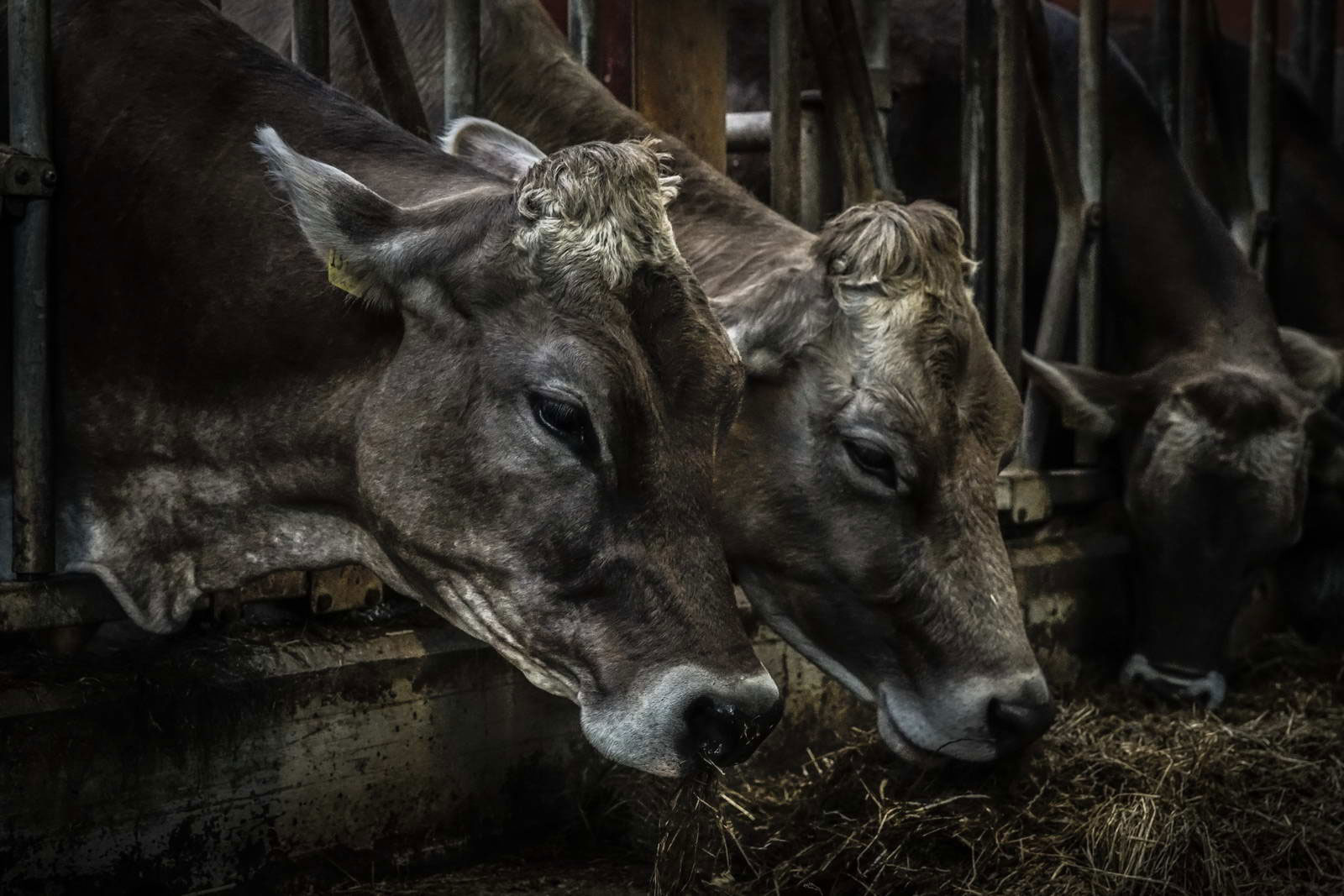Allgäu Stall Weh 033