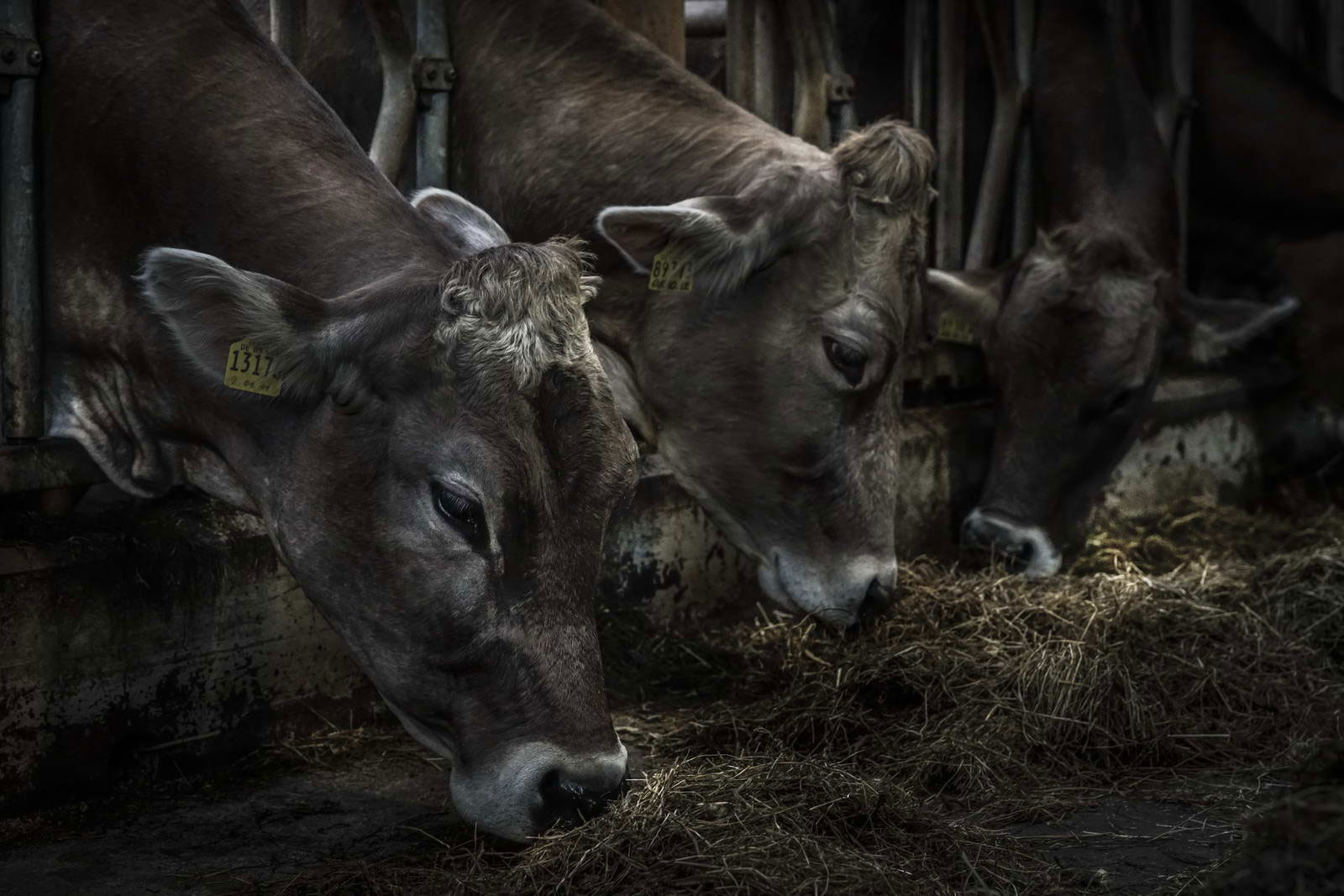 Allgäu Stall Weh 034