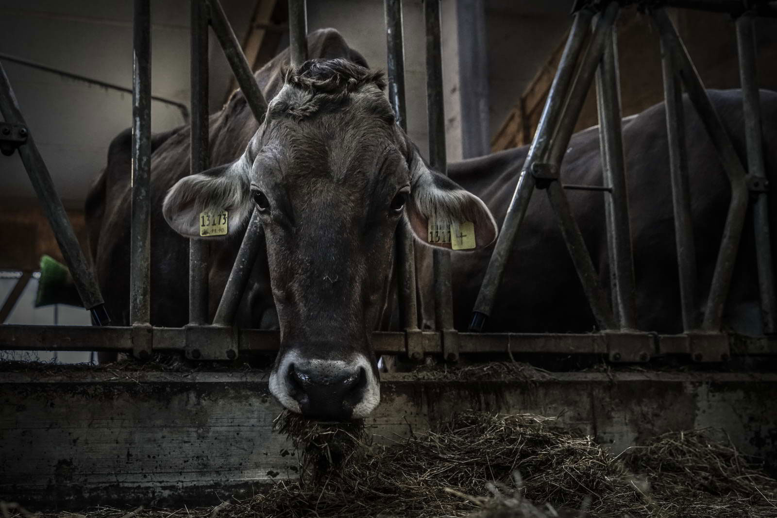 Allgäu Stall Weh 035