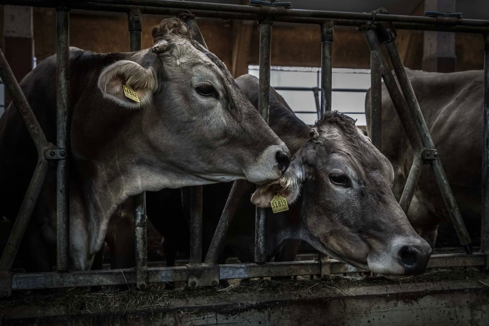 Allgäu Stall Weh 036