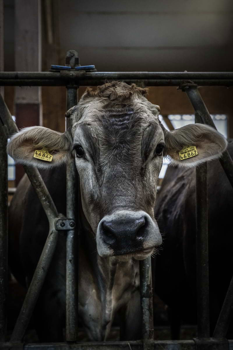 Allgäu Stall Weh 037