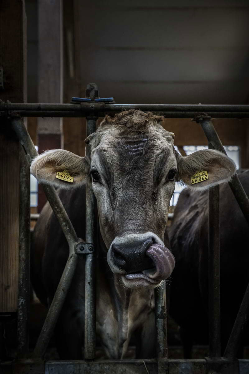 Allgäu Stall Weh 039