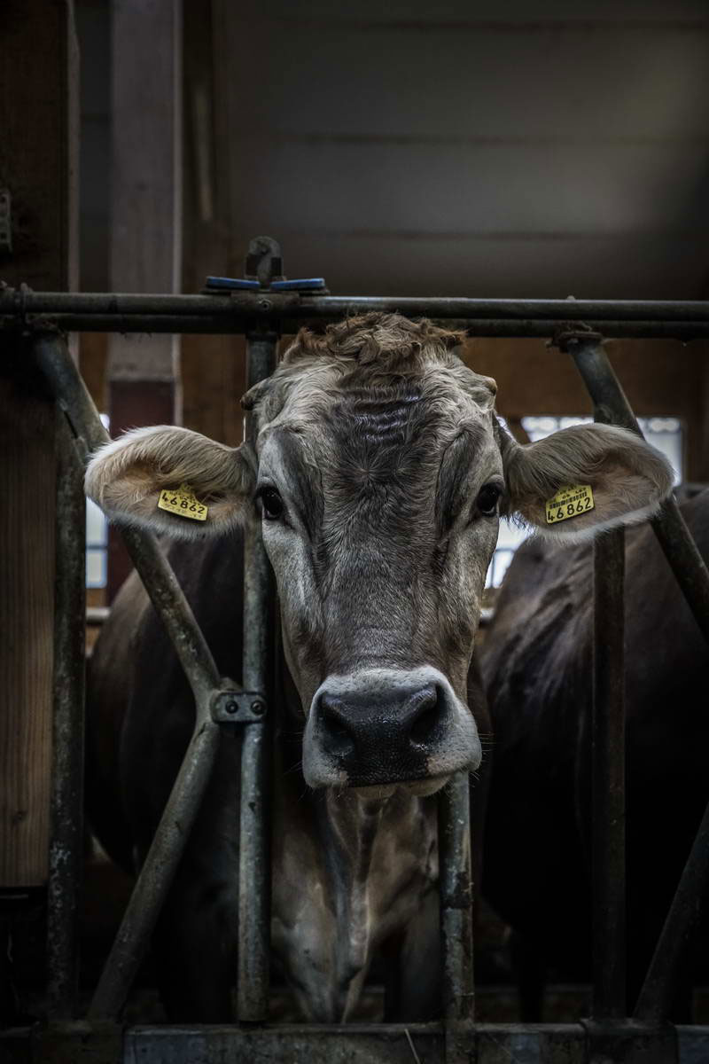 Allgäu Stall Weh 040
