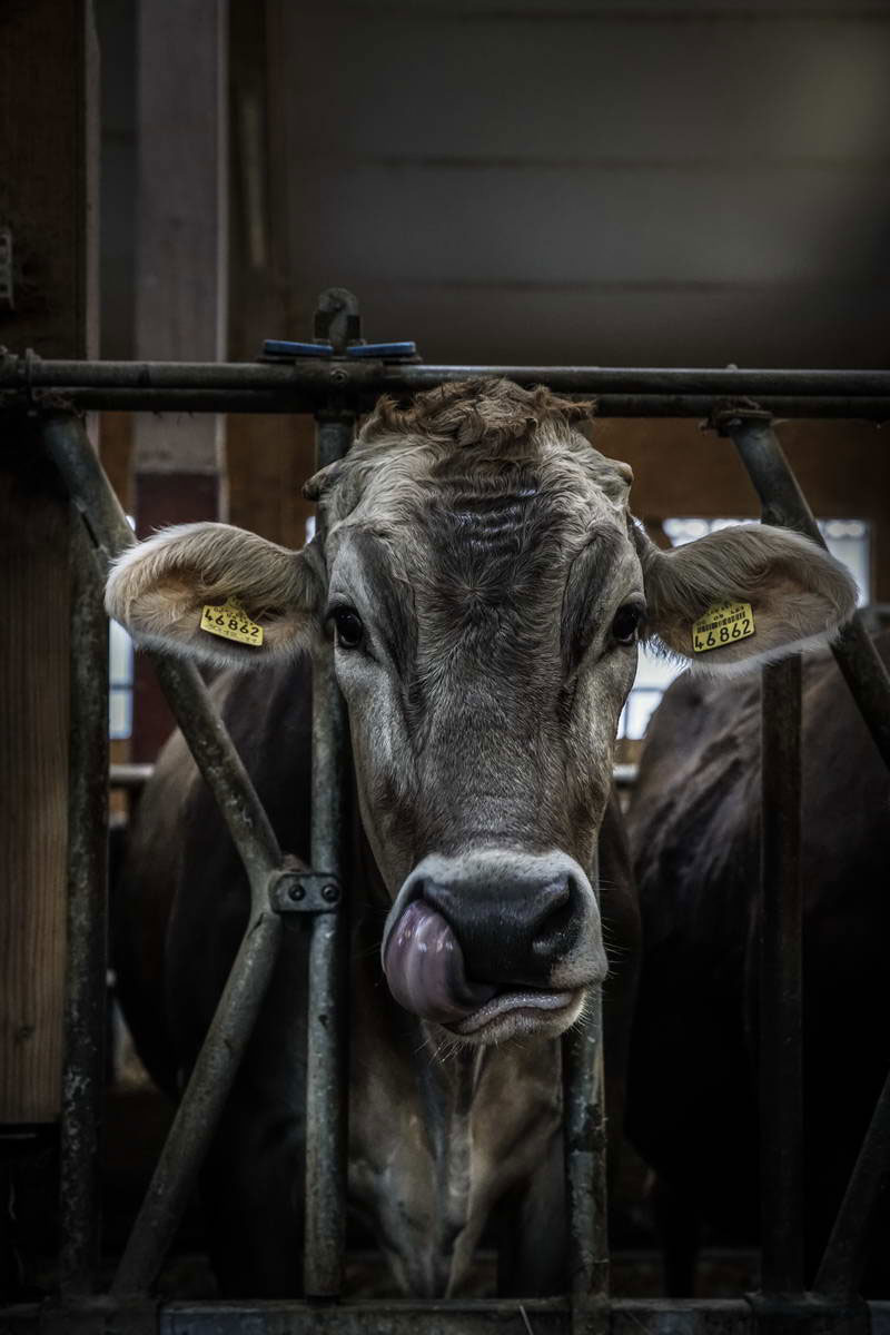 Allgäu Stall Weh 041