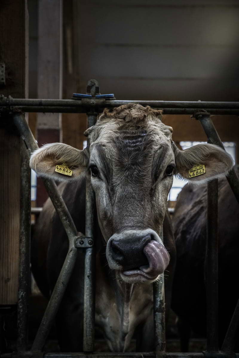 Allgäu Stall Weh 042
