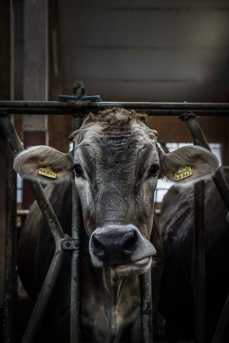 Allgäu Stall Weh 043