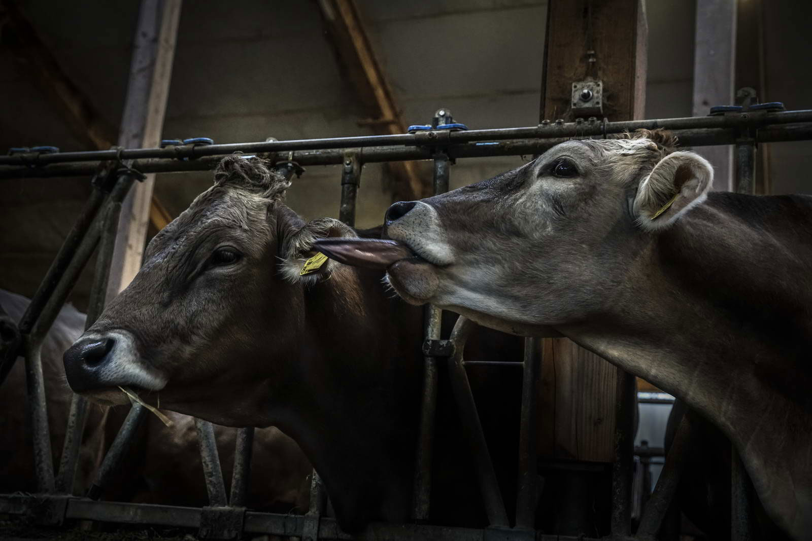 Allgäu Stall Weh 044
