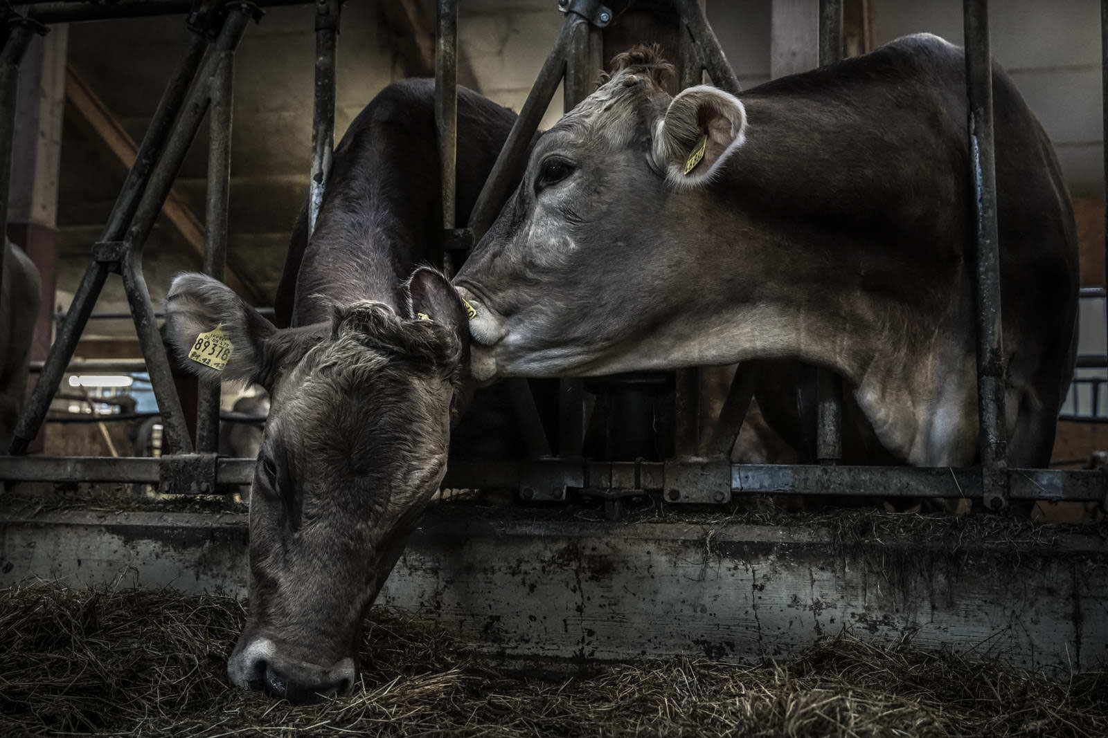 Allgäu Stall Weh 045