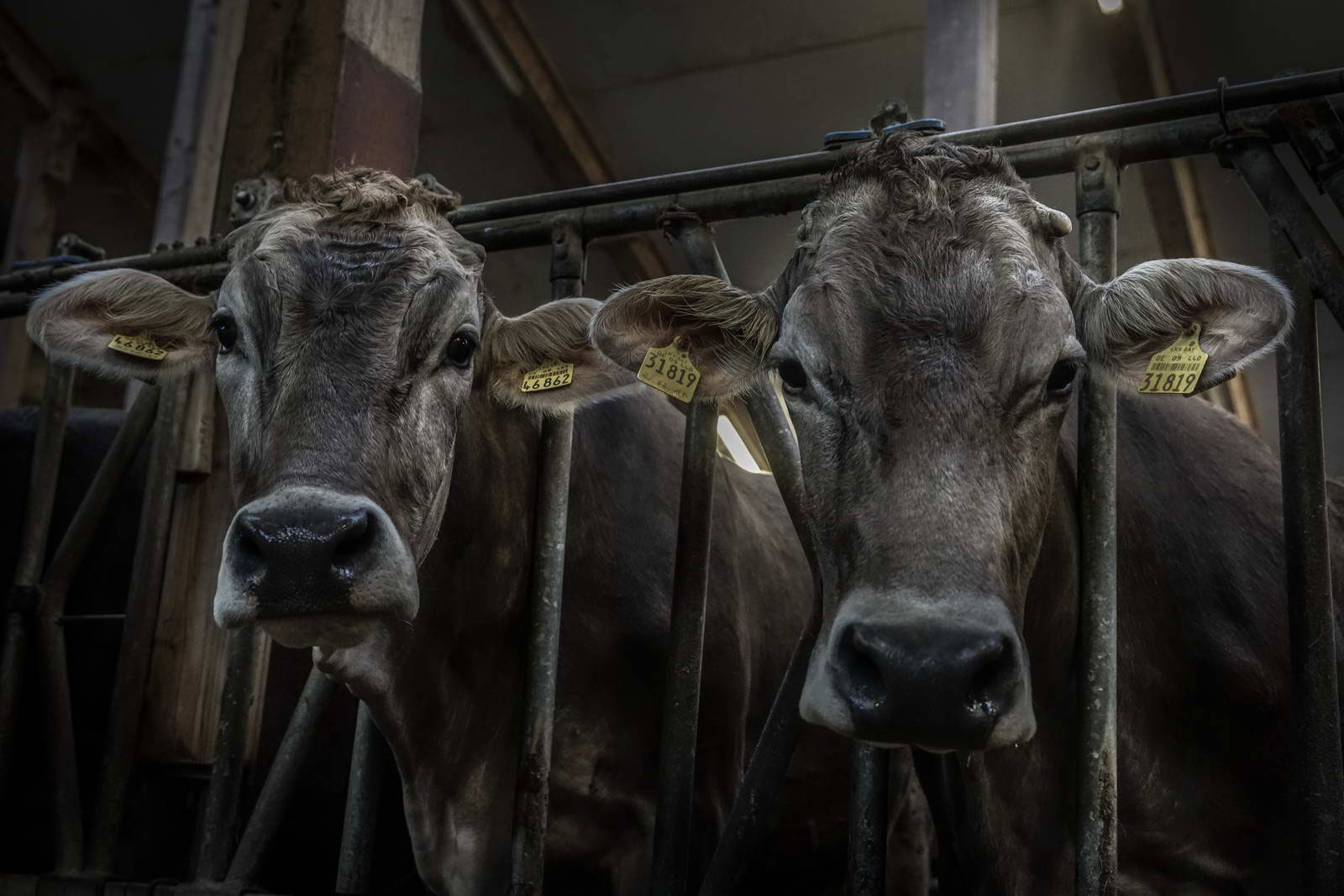 Allgäu Stall Weh 046