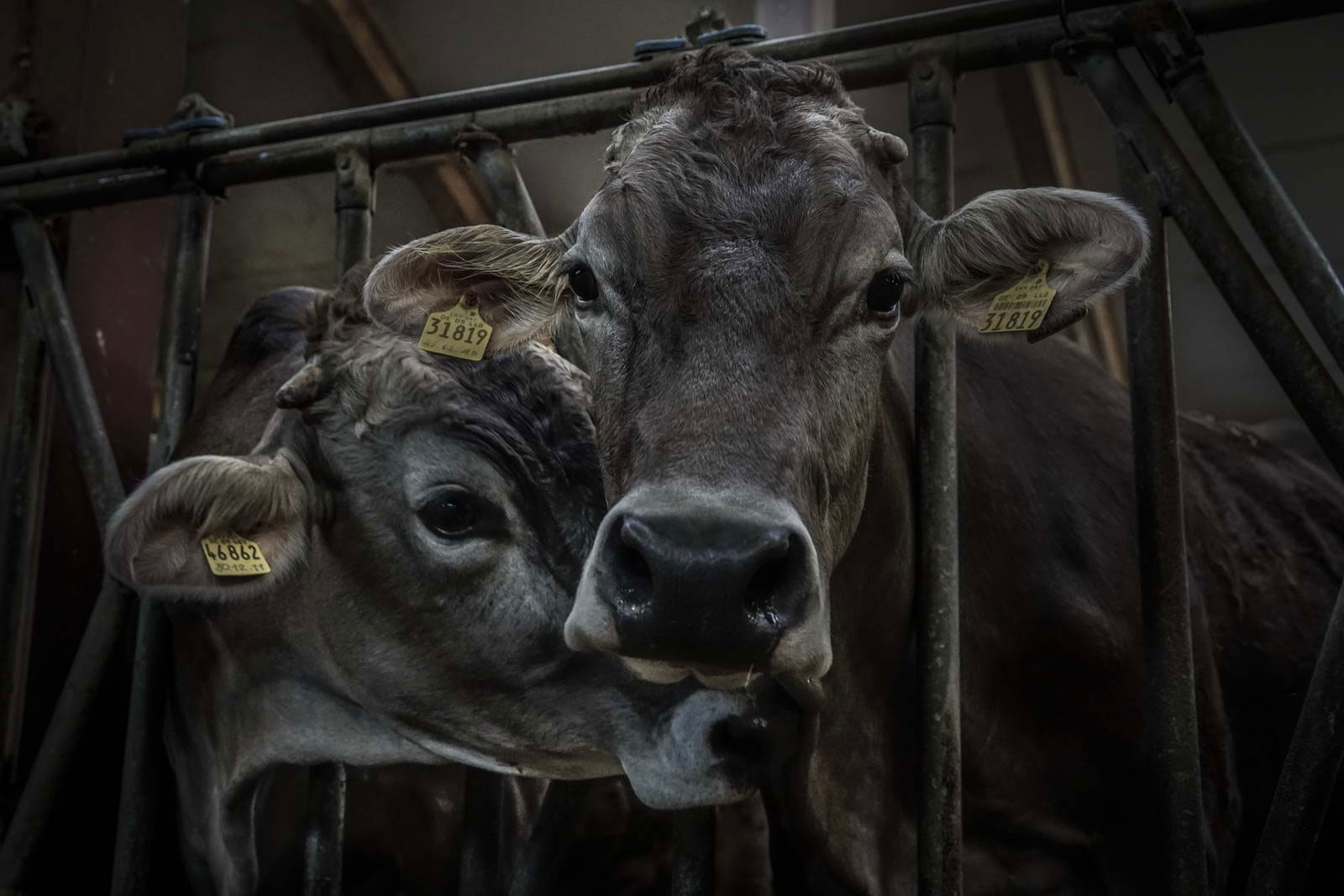 Allgäu Stall Weh 047
