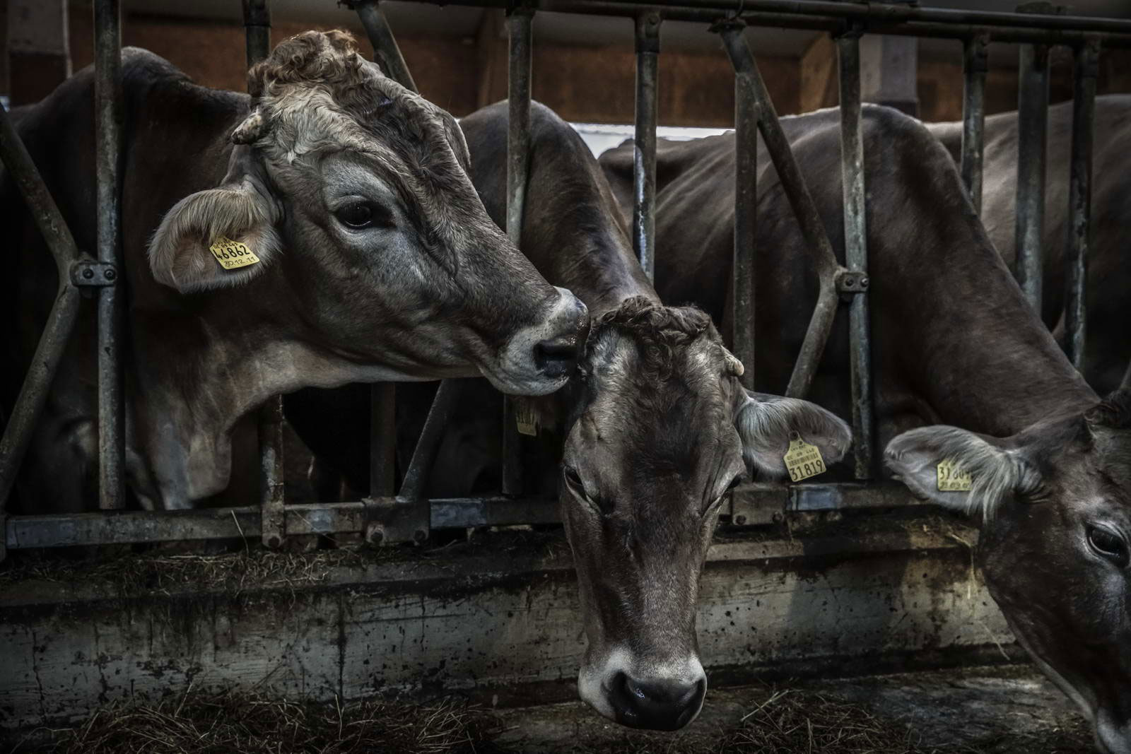 Allgäu Stall Weh 048