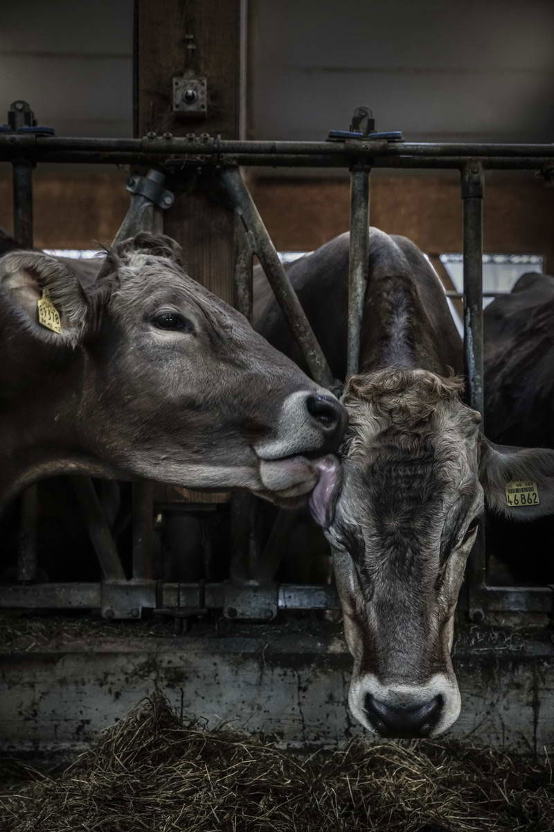 Allgäu Stall Weh 049