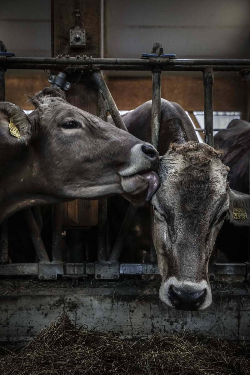 Allgäu Stall Weh 050
