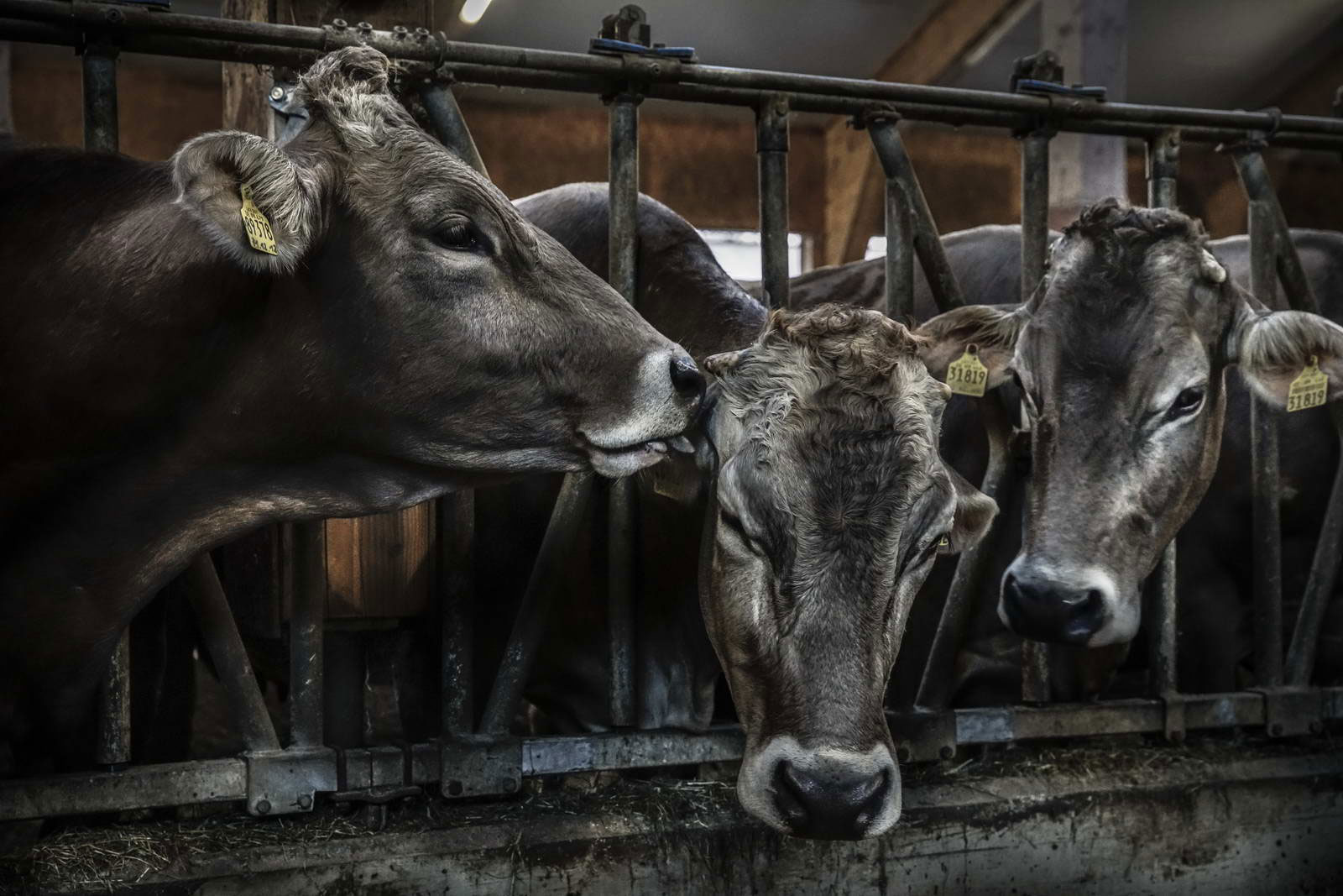 Allgäu Stall Weh 051