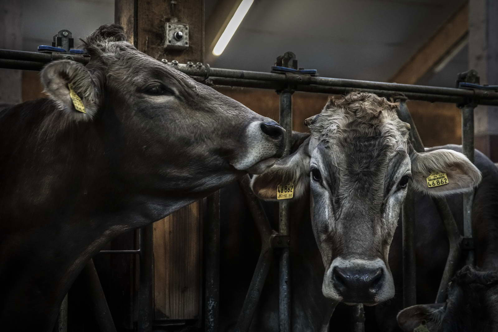 Allgäu Stall Weh 052