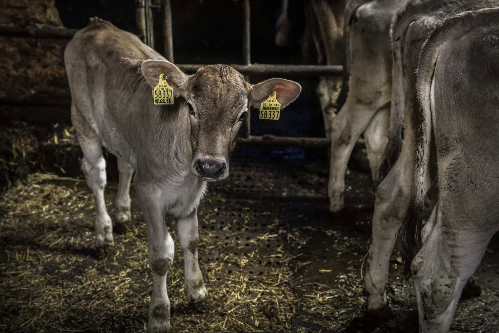 Allgäu Stall Weh 053