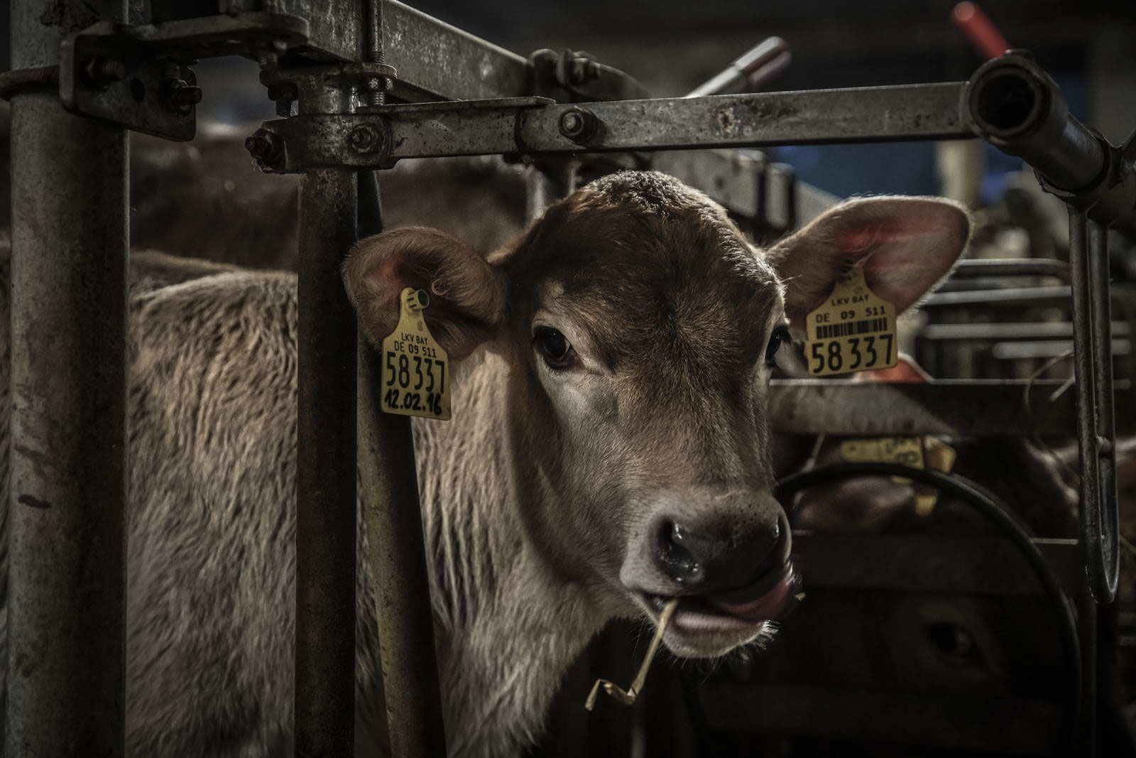 Allgäu Stall Weh 054