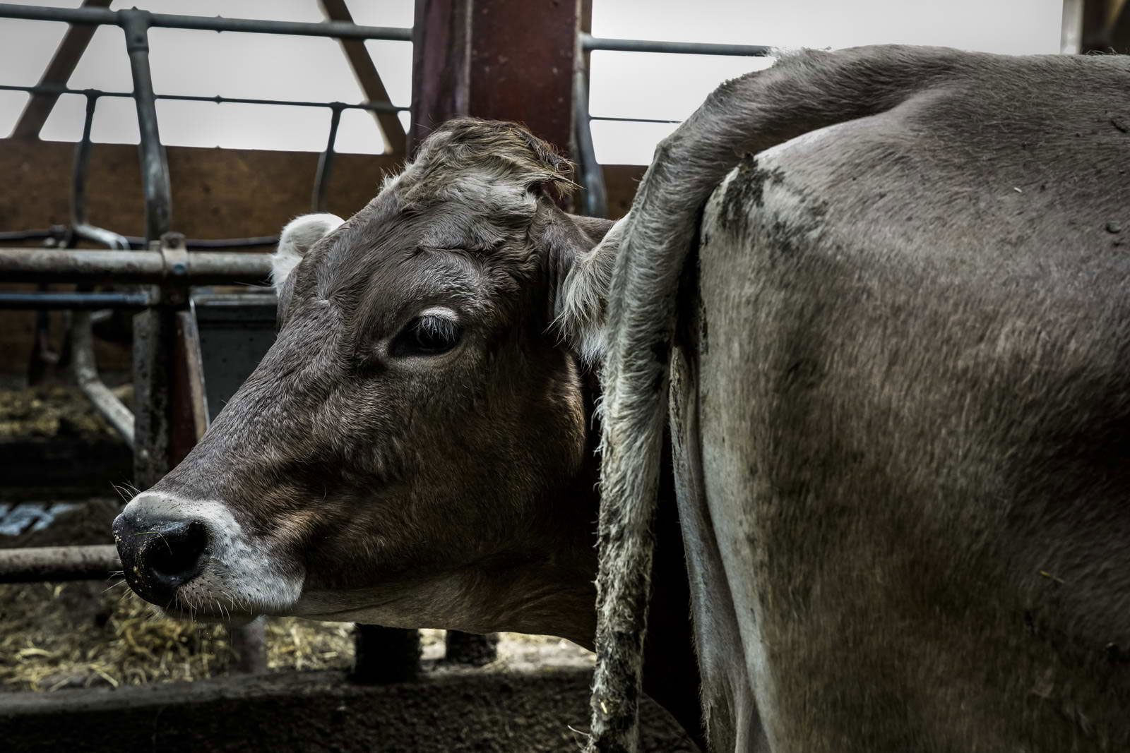 Allgäu Stall Weh 055