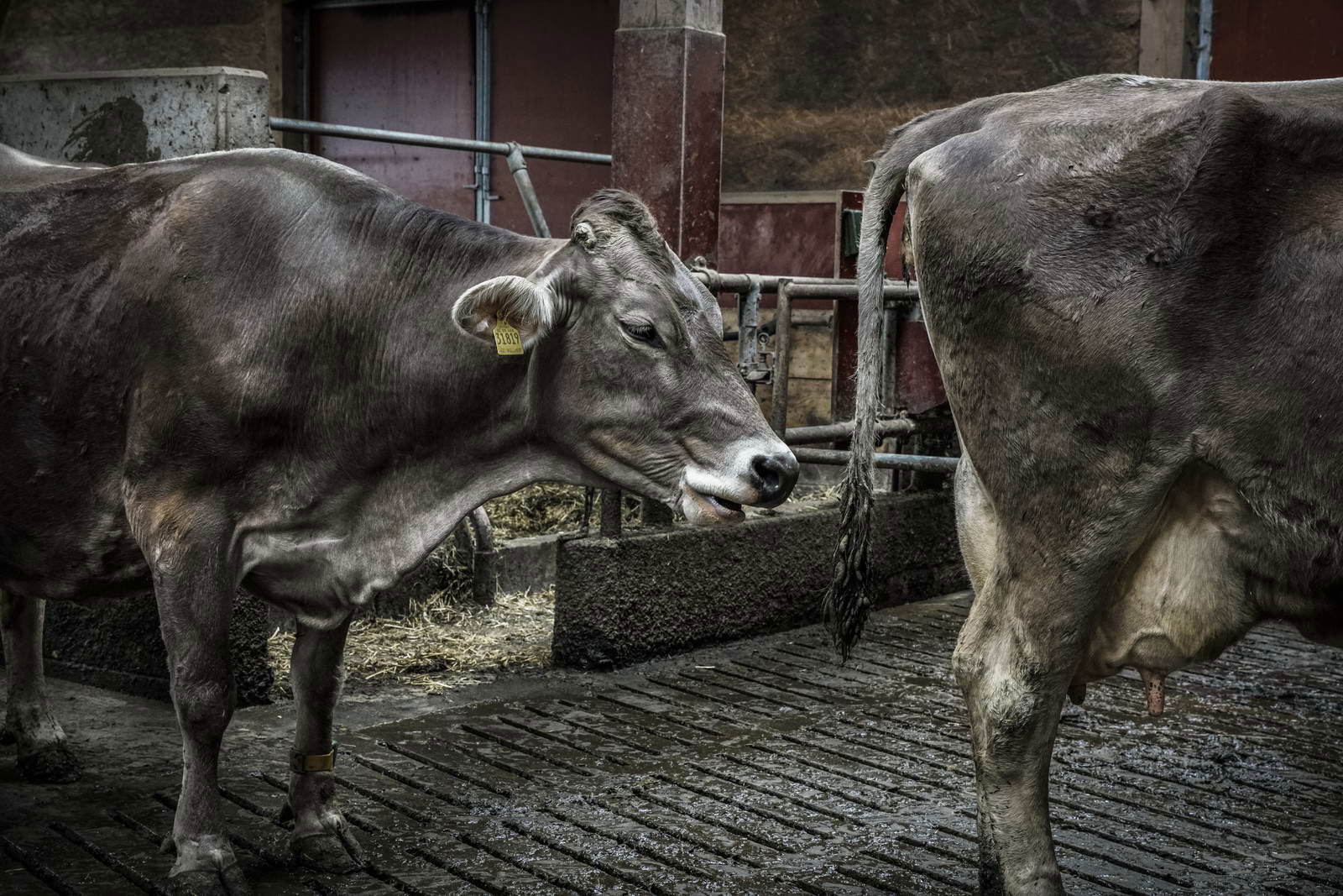 Allgäu Stall Weh 056